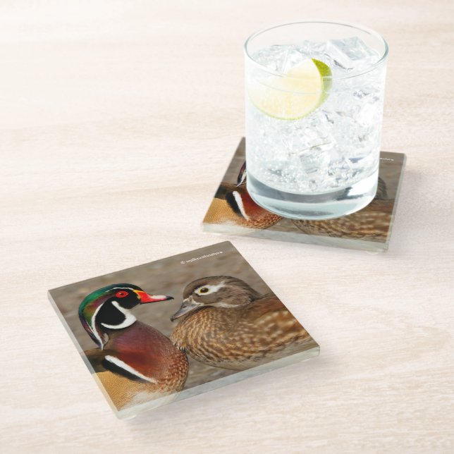 Beautiful Touching Moment Between Wood Ducks Glass Coaster (Angled)