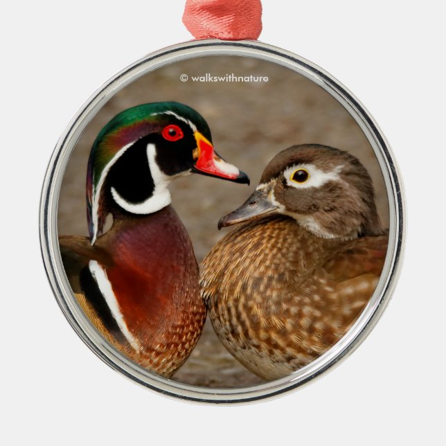 Beautiful Touching Moment Between Wood Ducks Metal Ornament (Front)