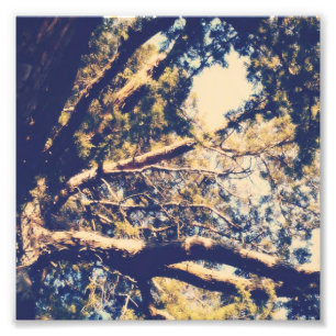 Beautiful Tree Photo Print