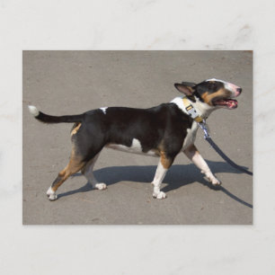 Beautiful Tricolored Bullterrier Postcard