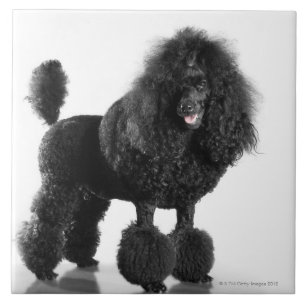 Beautiful, trimmed, black, complete poodle body ceramic tile