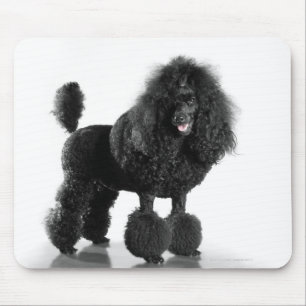 Beautiful, trimmed, black, complete poodle body mouse pad