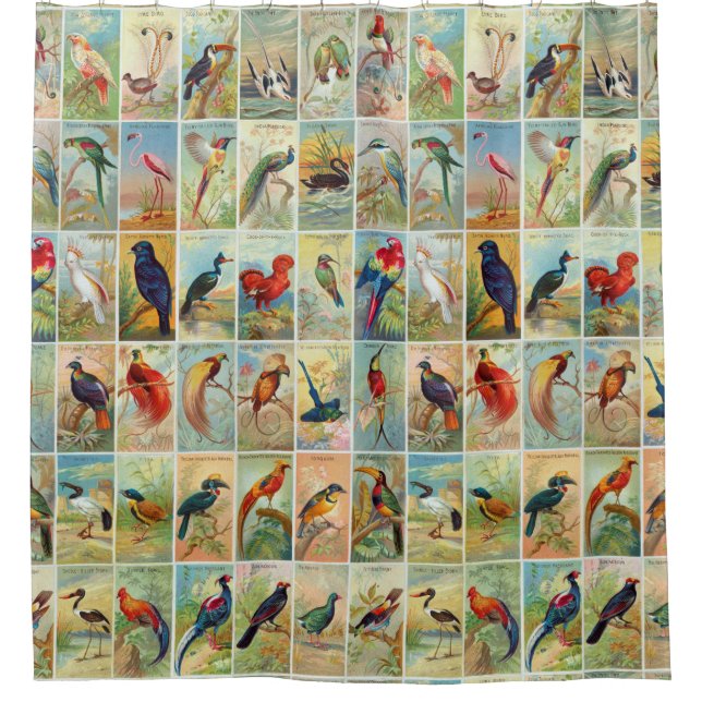 Beautiful Tropical Birds 19th-century Illustration Shower Curtain (Front)