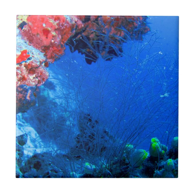 Beautiful Tropical Colorful Coral Sea Reefs Ceramic Tile (Front)