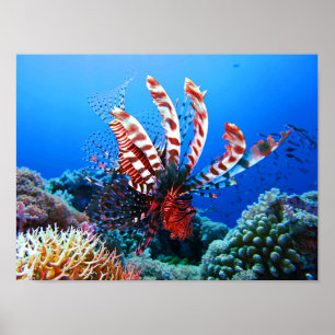Beautiful Tropical Lionfish Poster