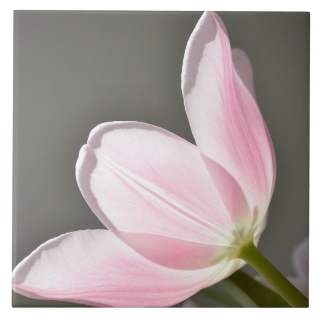 Beautiful Tulip Ceramic Tile (Front)