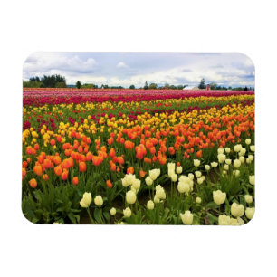 Beautiful Tulip Field, Oregon Magnet