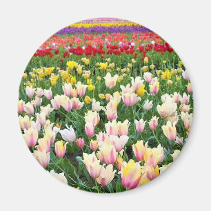 Beautiful Tulip Field, Oregon Magnet