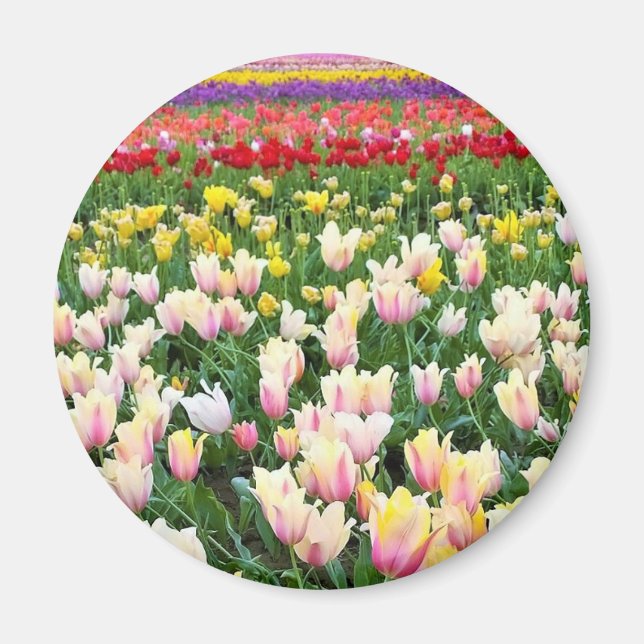 Beautiful Tulip Field, Oregon Magnet (Front)