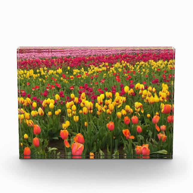 Beautiful Tulip Field, Oregon Photo Block (Front)