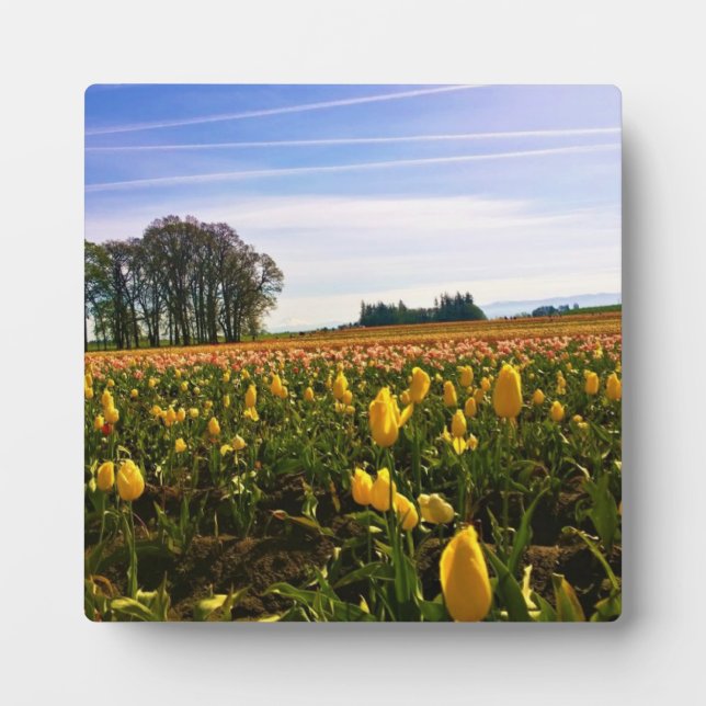 Beautiful Tulip Field, Oregon Plaque (Front)