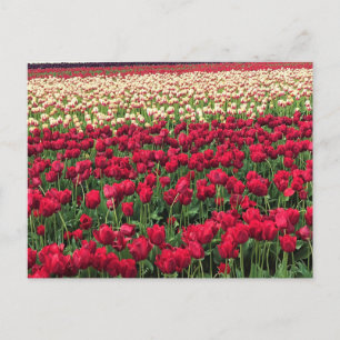 Beautiful Tulip Field, Oregon Postcard
