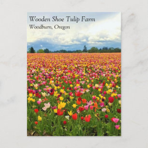 Beautiful Tulip Field, Oregon Postcard