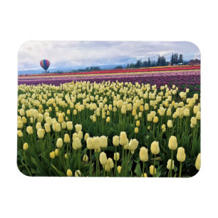 Beautiful Tulip Field with Hot Air Balloon, Oregon Magnet