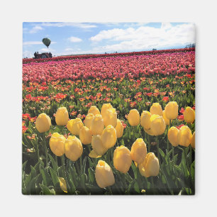 Beautiful Tulip Field with Hot Air Balloon, Oregon Magnet