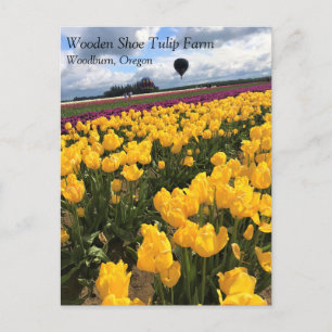 Beautiful Tulip Field with Hot Air Balloon, Oregon Postcard
