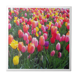 Beautiful tulip photo design photo. ceramic tile