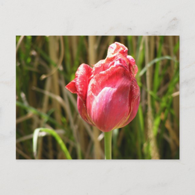 BEAUTIFUL TULIP POSTCARD (Front)