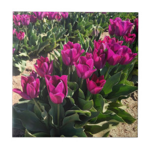 Beautiful Tulips Ceramic Tile