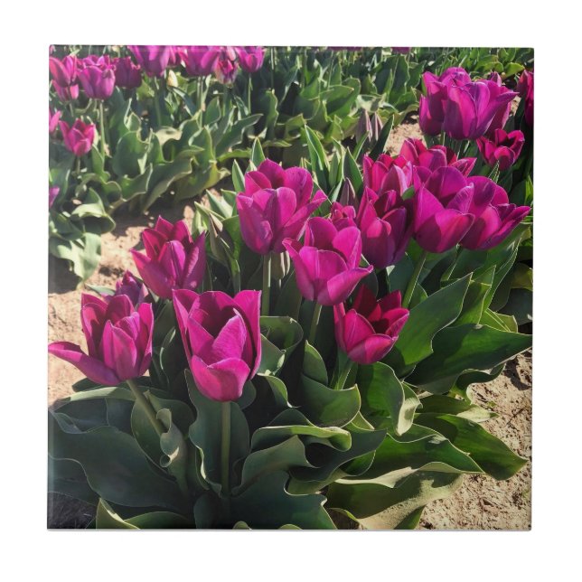 Beautiful Tulips Ceramic Tile (Front)