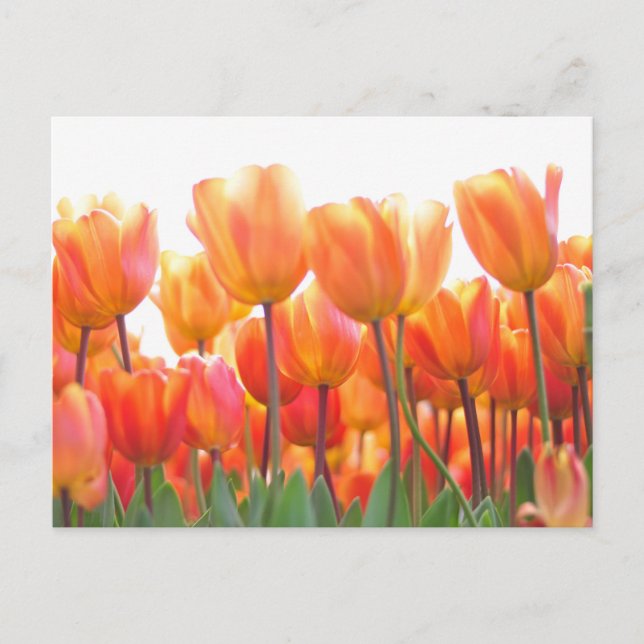 Beautiful tulips postcard (Front)