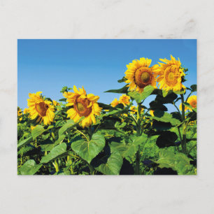 Beautiful Ukrainian Sunflowers Postcard