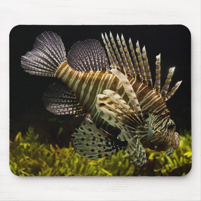Beautiful Underwater Close-Up of a Lion Fish Mouse Pad (Front)