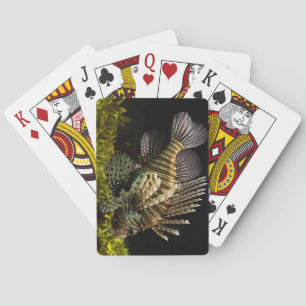 Beautiful Underwater Close-Up of a Lion Fish Playing Cards