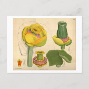 Beautiful Unique Flower Postcard