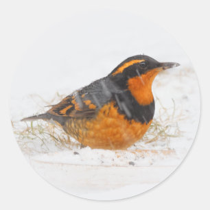 Beautiful Varied Thrush on a Snowy Winter's Day Classic Round Sticker