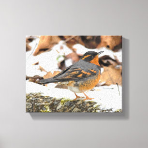 Beautiful Varied Thrush on the Snowy Ground Canvas Print