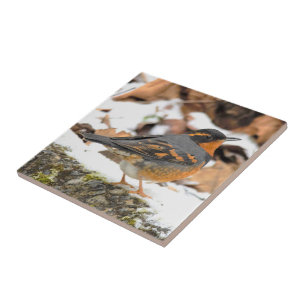 Beautiful Varied Thrush on the Snowy Ground Ceramic Tile