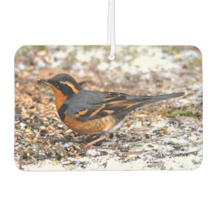 Beautiful Varied Thrush Songbird in the Snow Car Air Freshener