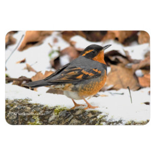 Beautiful Varied Thrush Songbird in the Snow Magnet