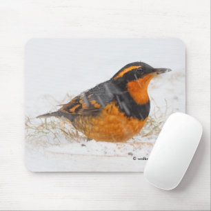 Beautiful Varied Thrush Songbird in the Snow Mouse Pad