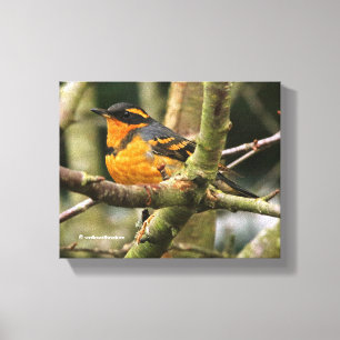 Beautiful Varied Thrush Songbird in the Tree Canvas Print