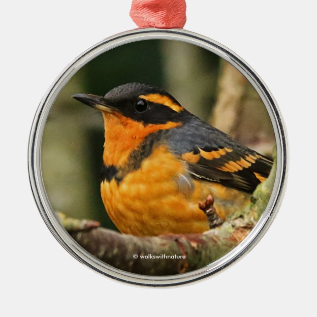 Beautiful Varied Thrush Songbird in the Tree Metal Ornament (Front)