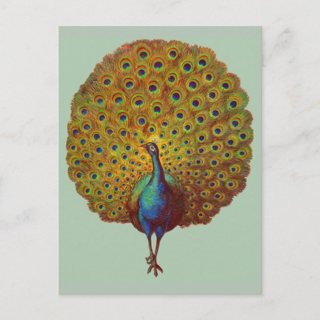 beautiful Victorian peacock print Postcard (Front)