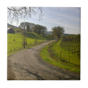 Beautiful Vineyard in Napa Valley California Tile