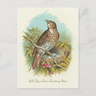 Beautiful Vintage Bird Add Your Own Greeting Postcard
