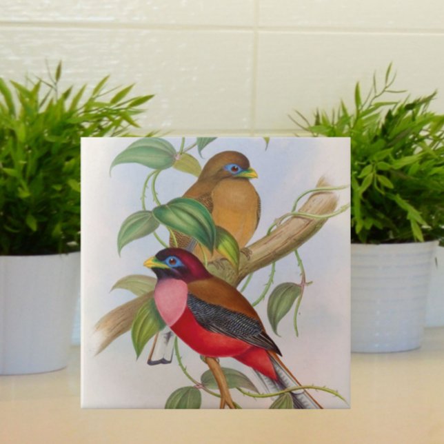 Beautiful Vintage Bird Illustration Colourful Ceramic Tile (Beautiful vintage birds for your tiled space!)
