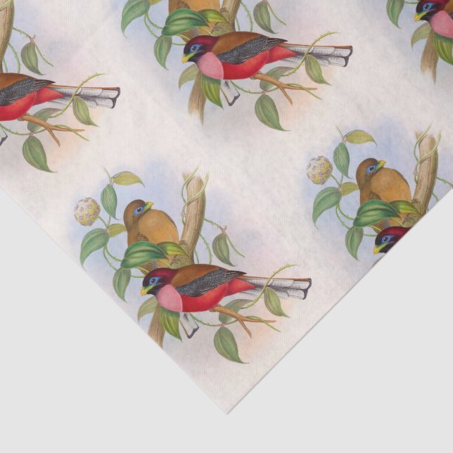 Beautiful Vintage Bird Illustration Decoupage Tissue Paper (Detail)