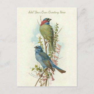 Beautiful Vintage Birds Add Your Own Greeting Postcard