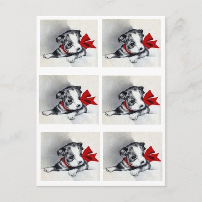 Beautiful Vintage Boston Terrier Puppy Postcard (Front)
