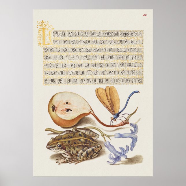 Beautiful Vintage Botanical Illustration Poster (Front)