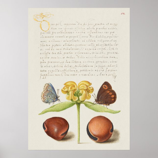 Beautiful Vintage Botanical Illustration Poster (Front)