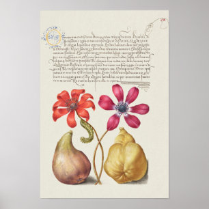Beautiful Vintage Botanical Illustration Poster