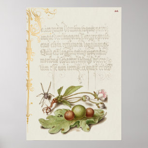 Beautiful Vintage Botanical Illustration Poster