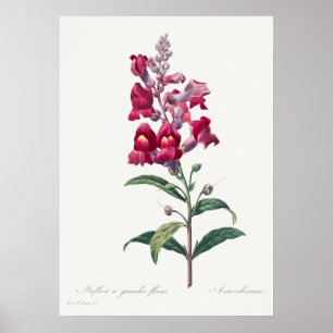 Beautiful Vintage Botanical Illustration Poster