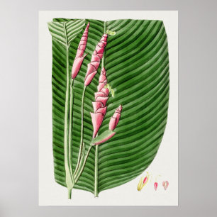 Beautiful Vintage Botanical Illustration Poster